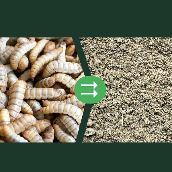 Insect Power | pigeoncenter